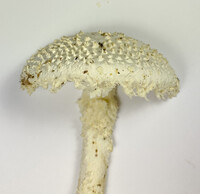 Amanita magniradix image