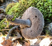 Tylopilus griseocarneus image