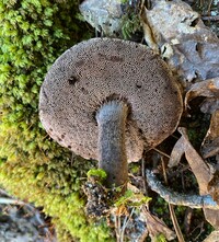 Tylopilus griseocarneus image