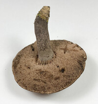 Tylopilus griseocarneus image