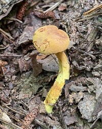 Phylloporus rhodoxanthus image