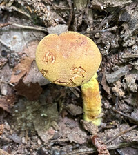 Phylloporus rhodoxanthus image