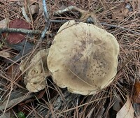 Caloboletus firmus image