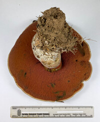 Caloboletus firmus image