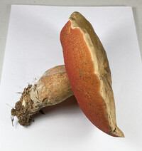 Caloboletus firmus image