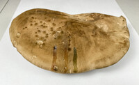 Caloboletus firmus image