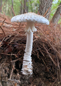 Amanita subcokeri image