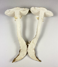 Amanita subcokeri image