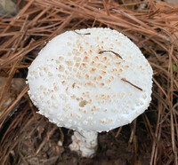 Amanita subcokeri image