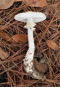 Amanita subcokeri image