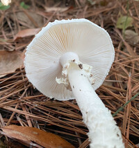 Amanita subcokeri image