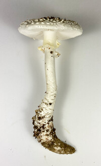 Amanita subcokeri image