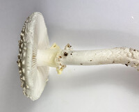 Amanita subcokeri image