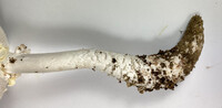 Amanita subcokeri image