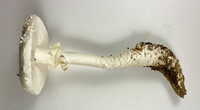 Amanita subcokeri image