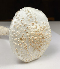 Amanita subcokeri image