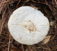 Amanita abrupta image