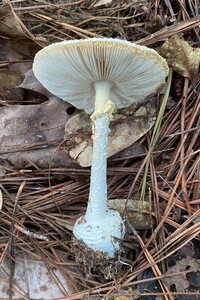 Amanita abrupta image