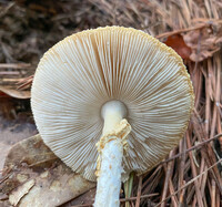 Amanita abrupta image