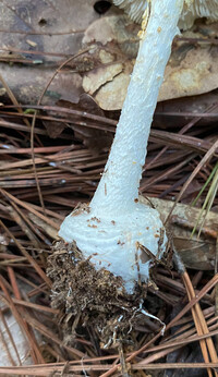 Amanita abrupta image