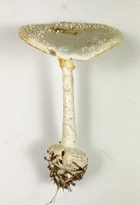 Amanita abrupta image