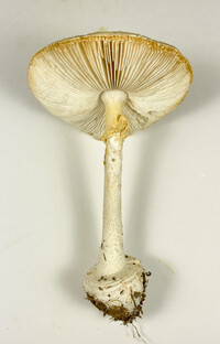 Amanita abrupta image