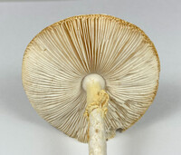 Amanita abrupta image