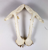 Amanita abrupta image