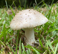 Amanita canescens image