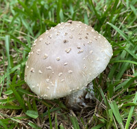 Amanita canescens image