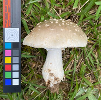 Amanita canescens image