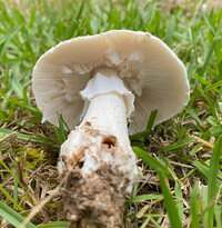 Amanita canescens image