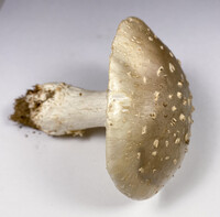 Amanita canescens image