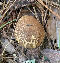 Boletellus chrysenteroides image