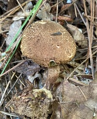 Boletellus chrysenteroides image