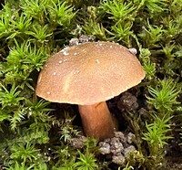 Gyroporus smithii image