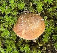 Gyroporus smithii image