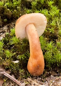 Gyroporus smithii image