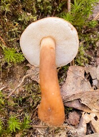 Gyroporus smithii image