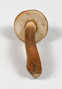 Gyroporus smithii image