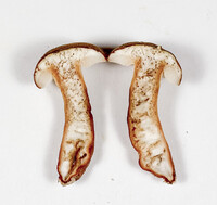 Gyroporus smithii image