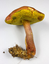 Pulchroboletus sclerotiorum image