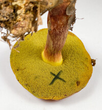 Pulchroboletus sclerotiorum image
