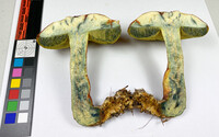 Pulchroboletus sclerotiorum image