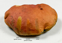 Pulchroboletus sclerotiorum image