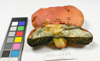 Pulchroboletus sclerotiorum image