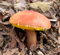 Pulchroboletus sclerotiorum image