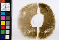 Pulchroboletus sclerotiorum image