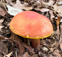 Pulchroboletus sclerotiorum image