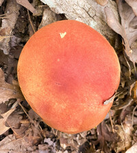 Pulchroboletus sclerotiorum image